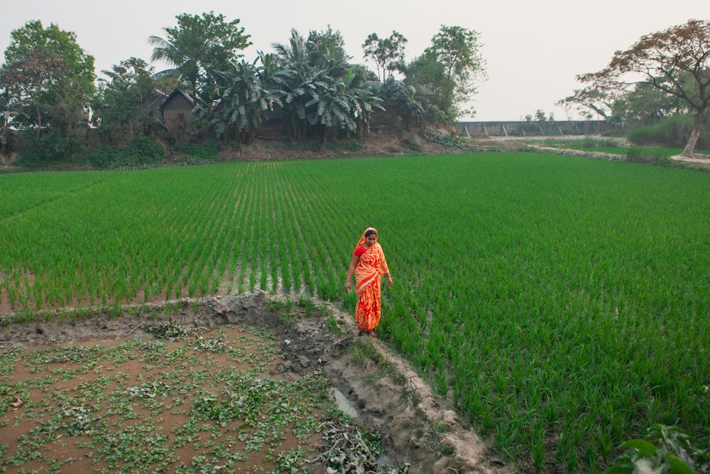 A woman farmer in a rice field in South Asia
